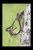 Somatochlora arctica, thumbnail 17 / 20