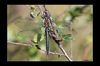 Somatochlora sahlbergi, thumbnail 5 / 20