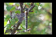 Somatochlora sahlbergi, thumbnail 10 / 20