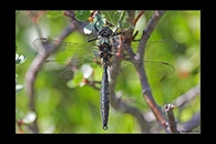 Somatochlora sahlbergi, thumbnail 12 / 20