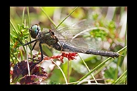 Somatochlora sahlbergi, thumbnail 19 / 20