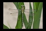 Stylurus flavipes, thumbnail 14 / 20