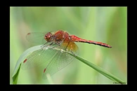 Sympetrum flaveolum, thumbnail 1 / 20