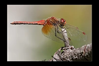 Sympetrum flaveolum, thumbnail 3 / 20