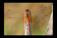 Sympetrum flaveolum, thumbnail 16 / 20