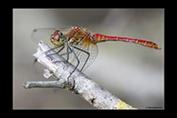 Sympetrum sanguineum, thumbnail 11 / 20