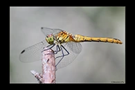 Sympetrum sanguineum, thumbnail 14 / 20