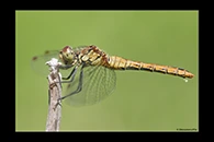 Sympetrum sanguineum, thumbnail 20 / 20