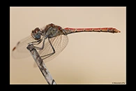 Sympetrum sinaiticum, thumbnail 2 / 20