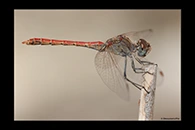 Sympetrum sinaiticum, thumbnail 4 / 20