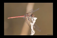 Sympetrum sinaiticum, thumbnail 8 / 20