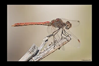 Sympetrum sinaiticum, thumbnail 10 / 20