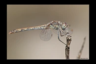 Sympetrum sinaiticum, thumbnail 15 / 20