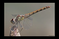 Sympetrum sinaiticum, thumbnail 16 / 20