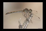 Sympetrum sinaiticum, thumbnail 17 / 20