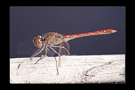 Sympetrum sinaiticum, thumbnail 18 / 20