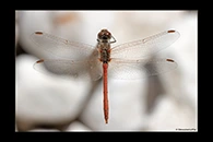 Sympetrum sinaiticum, thumbnail 19 / 20