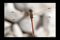Sympetrum sinaiticum, thumbnail 20 / 20