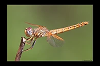Trithemis kirbyi, thumbnail 11 / 20