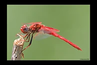 Trithemis kirbyi, thumbnail 14 / 20