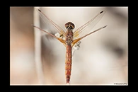 Trithemis kirbyi, thumbnail 20 / 20